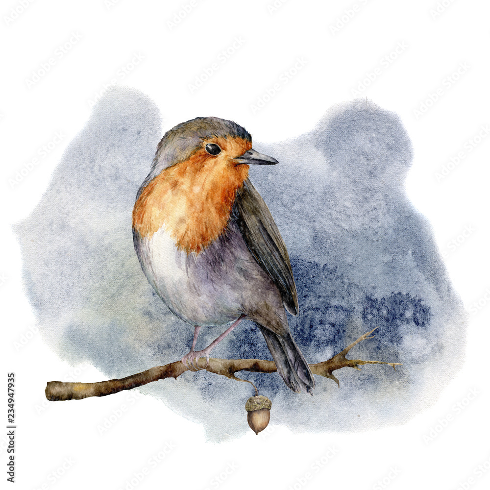 Watercolor robin sitting on tree branch. Hand painted winter illustration  with bird and acorn isolated on white background. Holiday clip art for  design, print or background. Christmas card. Stock Illustration | Adobe