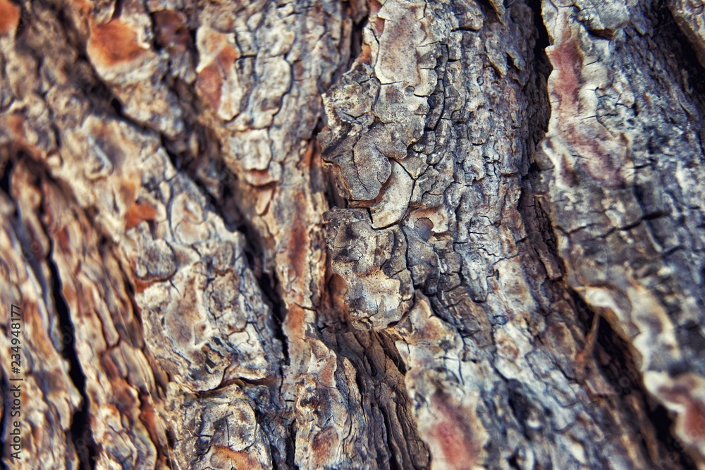 Bark background image close-up. wood texture. shallow DOF Bark background image close-up. wood texture. shallow DOF