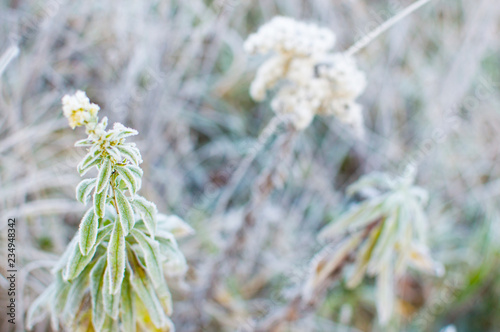 first frost and leaf