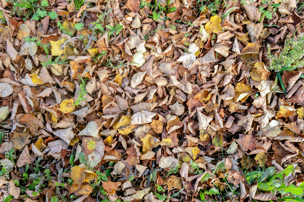 autumn leaves on green grass