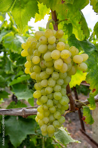 Wallpaper Mural Fresh grapes field vineyard. Buca / Izmir / Turkey Torontodigital.ca
