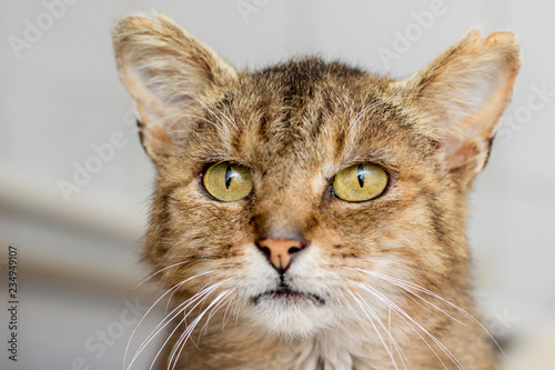 Fototapeta Naklejka Na Ścianę i Meble -  Portrait of an old brown cat close-up_