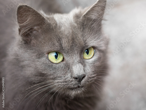 Portrait of a gray cat with green eyes close-up_ © Volodymyr