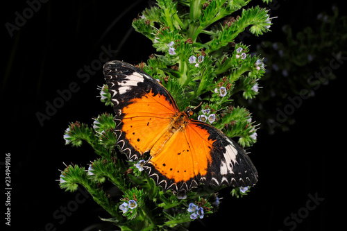 tropischer Edelfalter (Cethosia cyane) - leopard lacewing photo