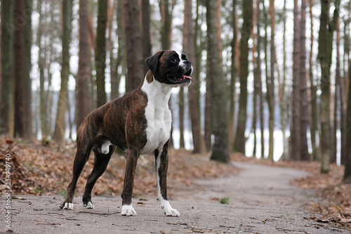 Boxer standing outside.