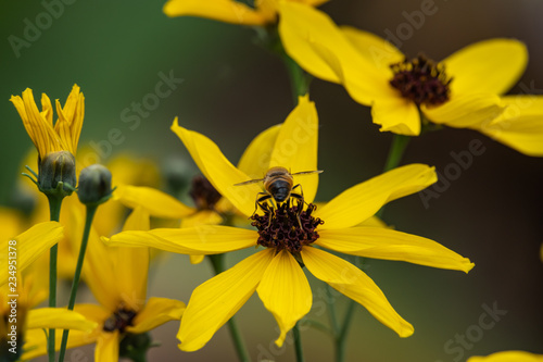 Drone Fly on Tall Tickseed Flower