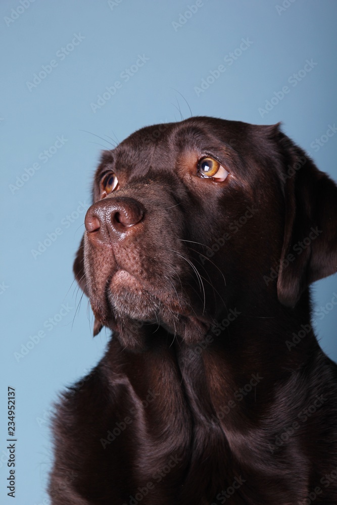 Brown labrador dog in front of a colored background