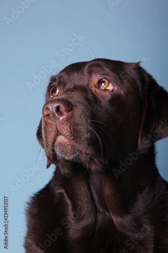 Brown labrador dog in front of a colored background © Djomas