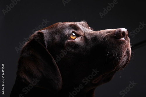 Photography Brown labrador dog in front of a colored background