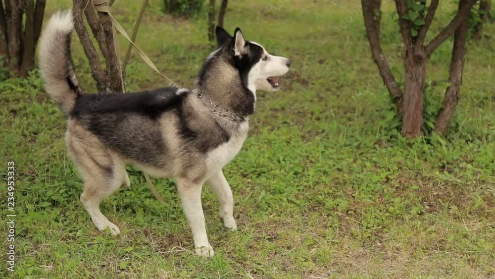 Siberian husky in the park. Beautiful black and white husky dog in the Park in the spring. Siberian husky in the park. Beautiful black and white husky dog in the Park in the spring.