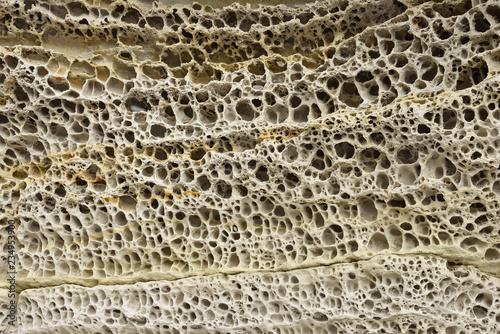 Patterns of honeycomb weathering, close-up, typical on calcareous sandstones