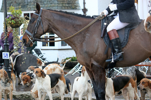 Foxhound hunt pack and horses