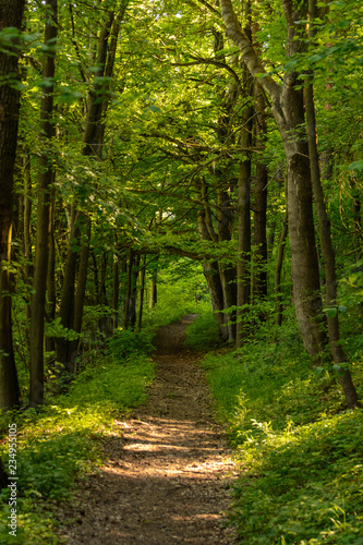 Waldweg im Buchenweald