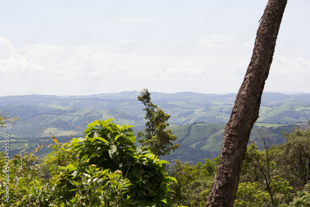 Obraz premium pine tree in mountains