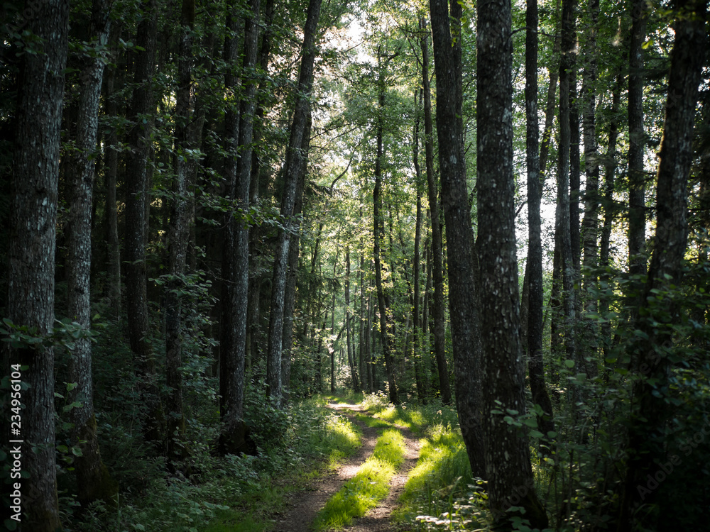 Fototapeta premium a forest clearing with beautiful sunbeams
