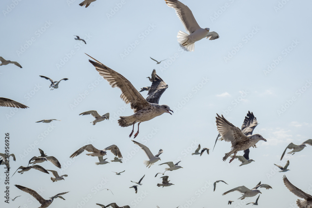 Obraz premium Seagull