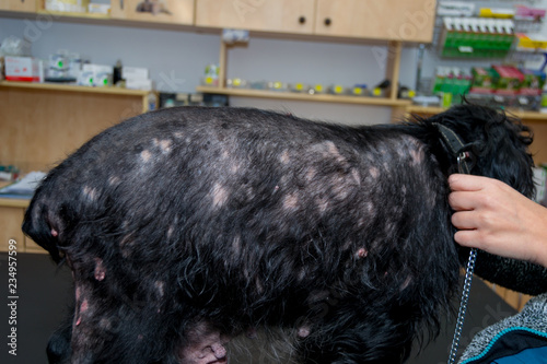 Old dog with dermatitis photo