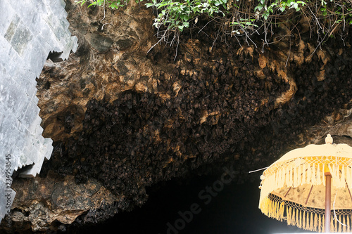 Bats in cave Pura Goa Lawah Temple in Bali, Indonesia photo