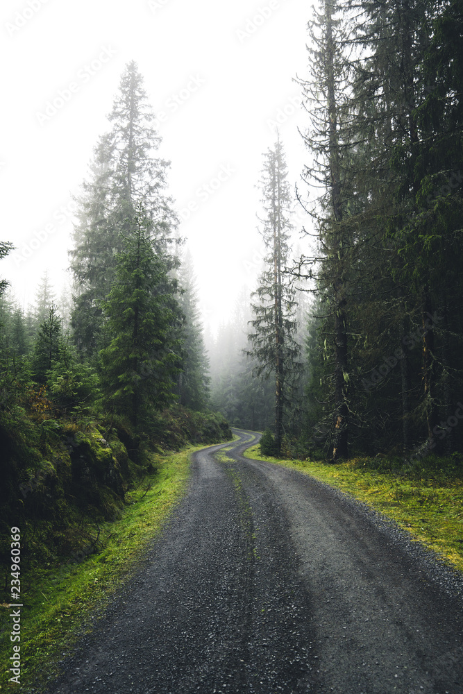 Road in the moody forest