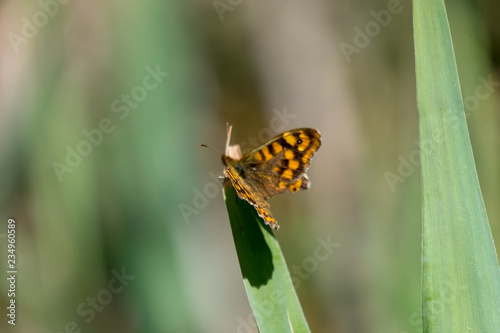 Butterfly in Remolar Filipines reserve in Barcelona (Catalonia)