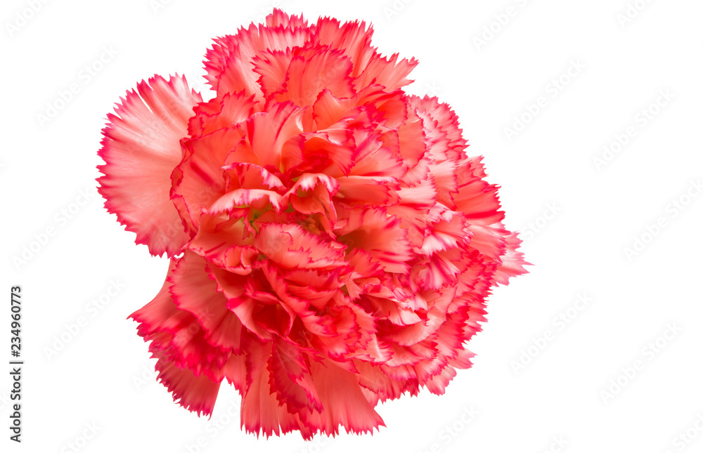 red carnation isolated red carnation isolated