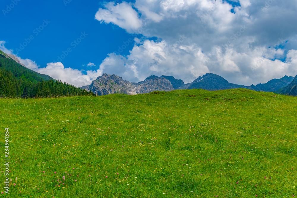 Wiese in den Allgäuer Alpen mit Berggipfel im Hinteregrund