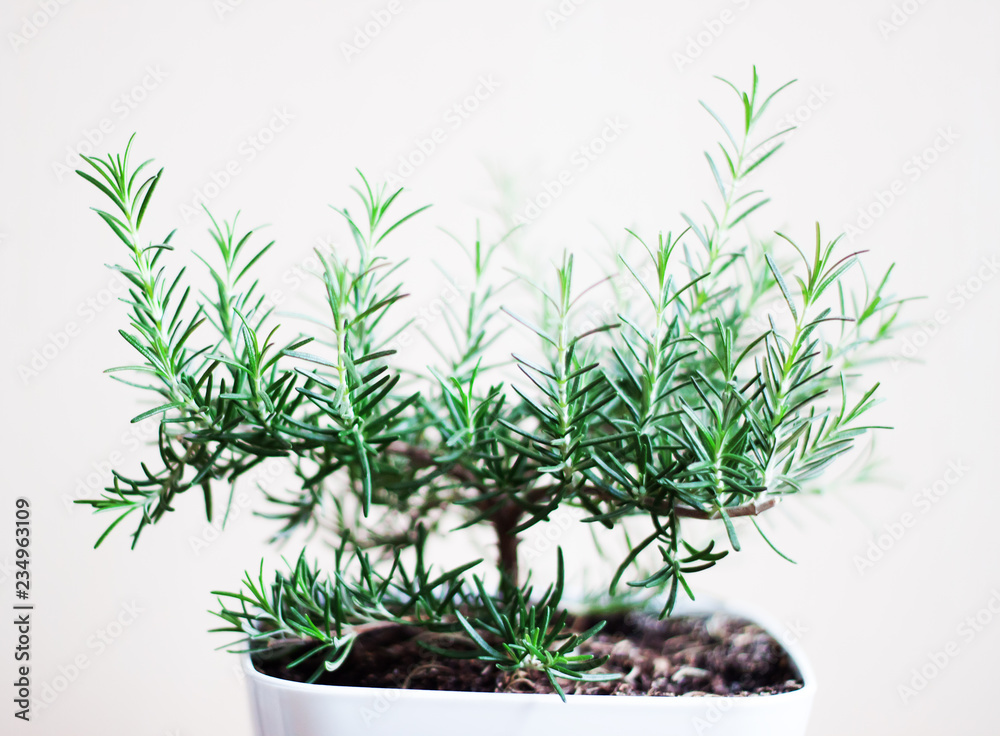 Fototapeta premium Rosemary plant in white pot on white background