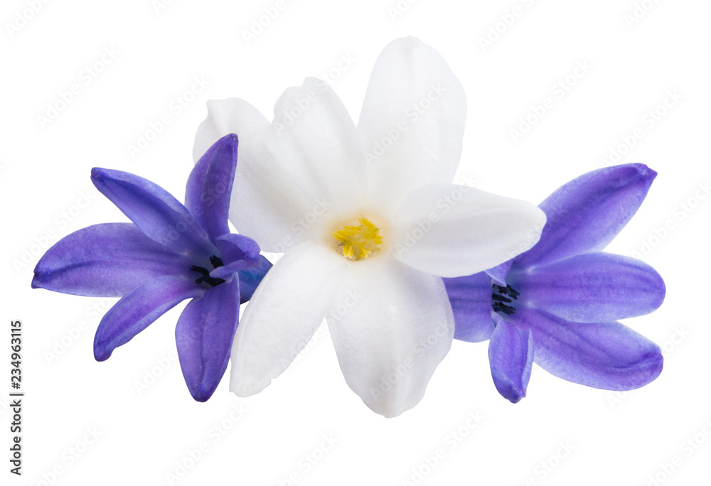 hyacinth flower isolated hyacinth flower isolated