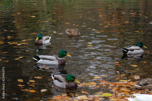 Enten auf dem Wasser photo