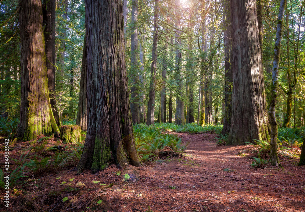 Naklejka premium Olympic Peninsula Rain Forest Trail. Beautiful hike through a rain forest with cedar trees and ferns lining the path. Seen near Lake Crescent and the Lake Crescent Lodge on the Olympic Peninsula.