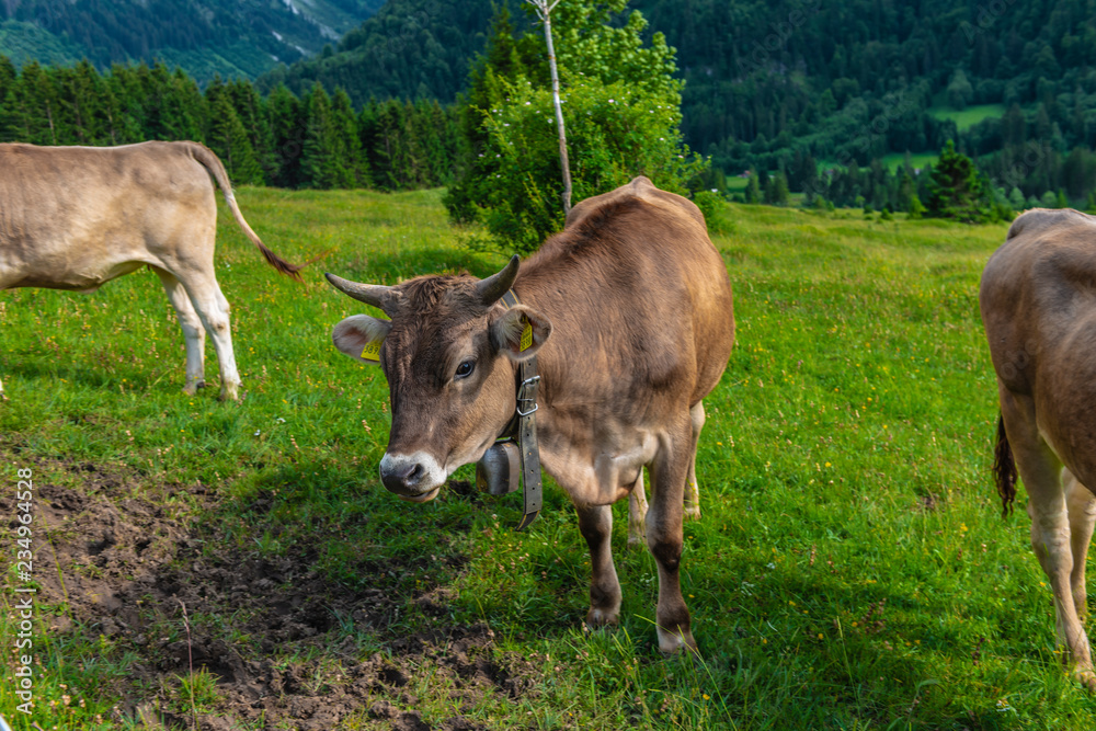 Kühe auf einer Bergwiese in den Bayrischen Alpen Kühe auf einer Bergwiese in den Bayrischen Alpen