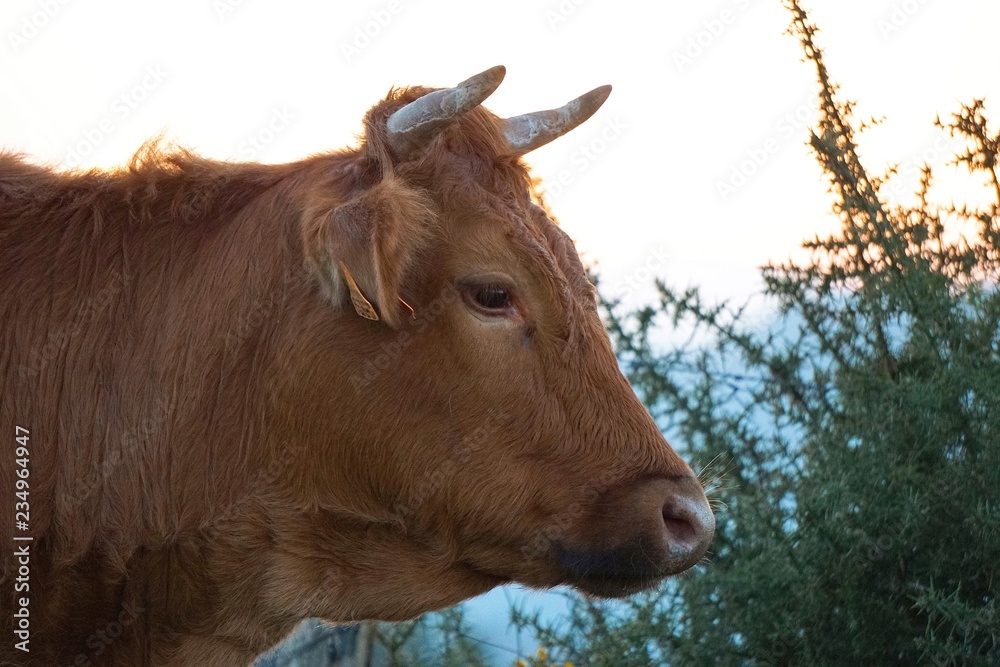 the cow portrait in the meadow the cow portrait in the meadow