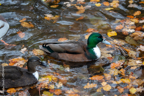 Enten auf dem Wasser photo