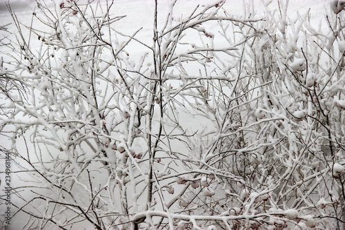 A winter day, a rural landscape frozen branches of trees covered with snow.