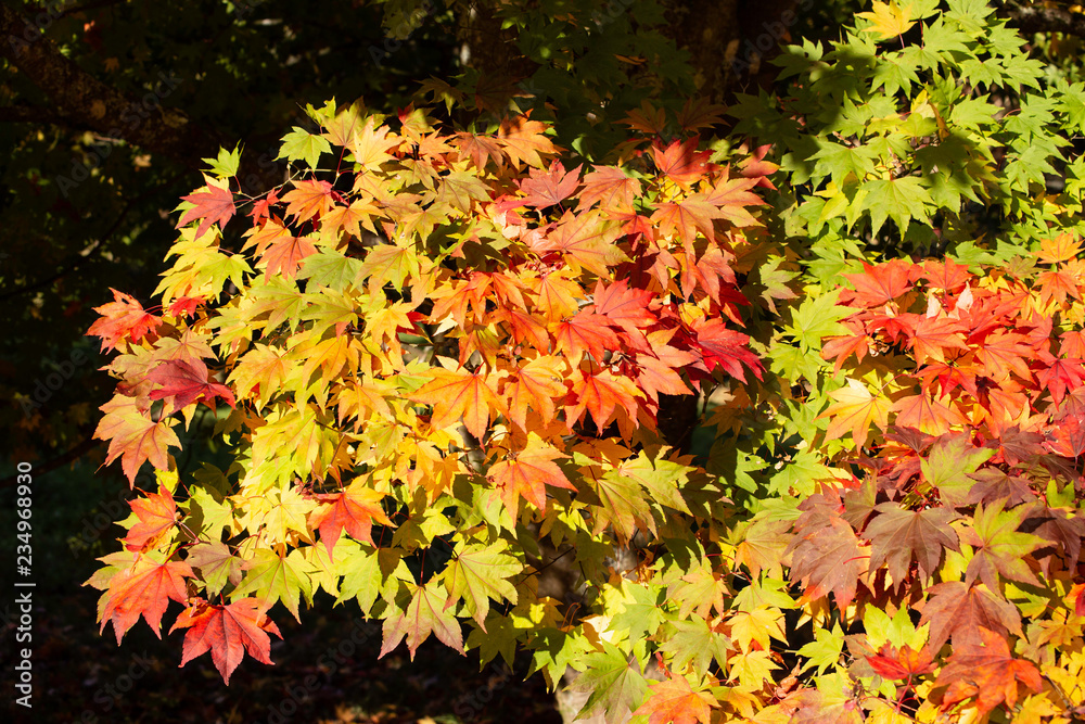 Westonbirt Westonbirt