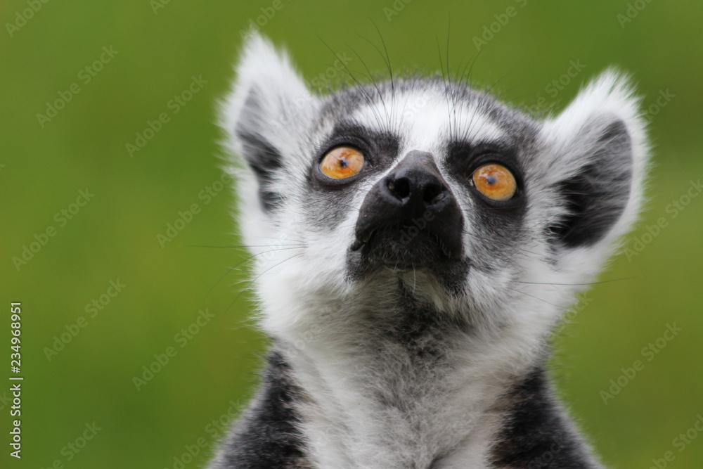 Catta lemur looking up