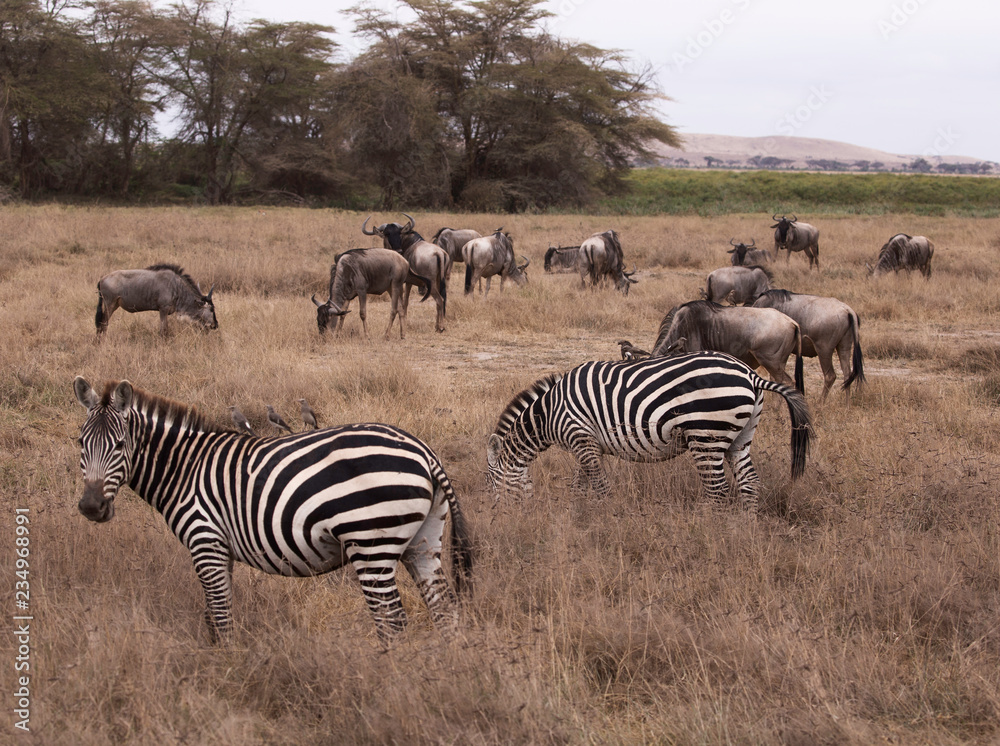 Zebras and Wildebeest