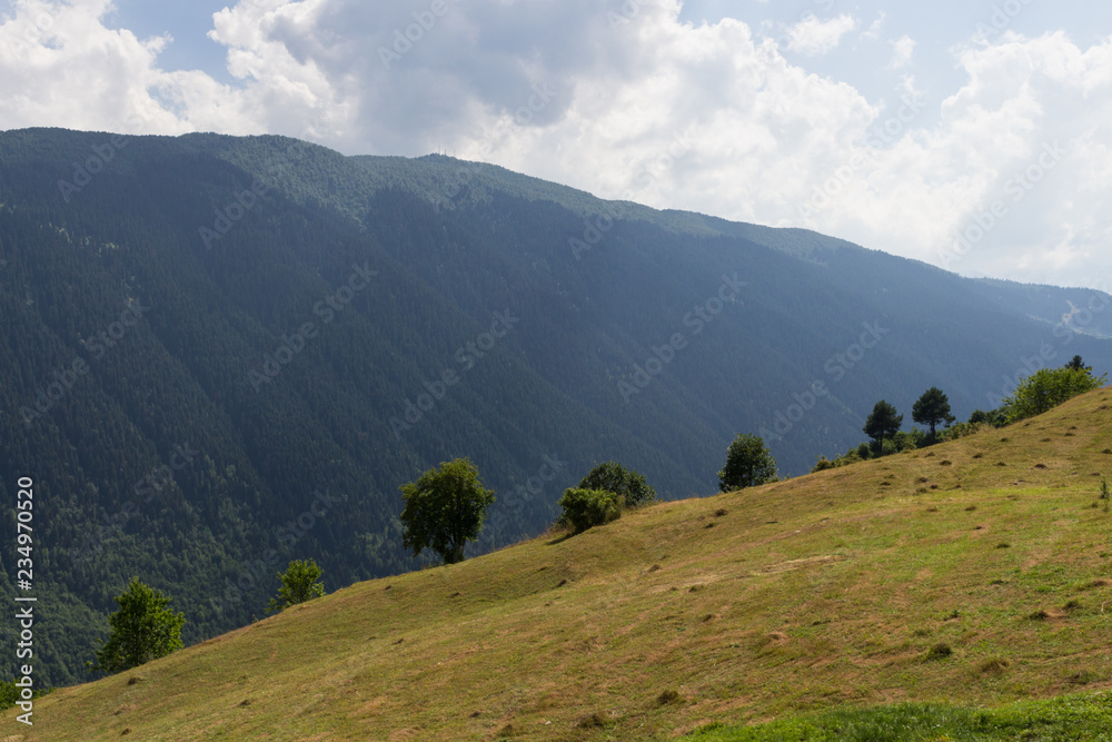 Trees on the mountainside with a panorama
