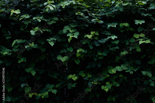 Beautiful green hedge