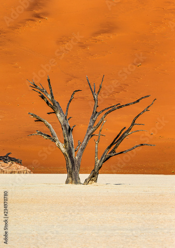 Dead acacia Trees and red dunes in Deadvlei. Sossusvlei. Namib-Naukluft National Park, Namibia.