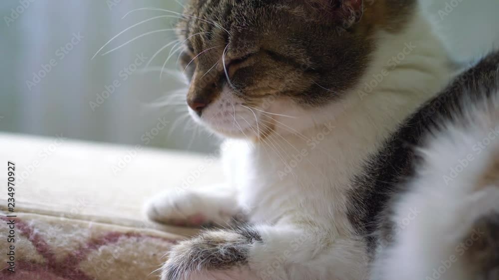 Cat relaxing on the sofa in slow motion 180fps Cat relaxing on the sofa in slow motion 180fps