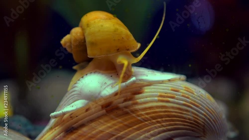 Adult ampularia snail crawling on ocean clam shell in transparent aquarium water. Golden apple snail in aquarium tank filled with stones, wooden branch, artificial seaweed and small colorful fishes.