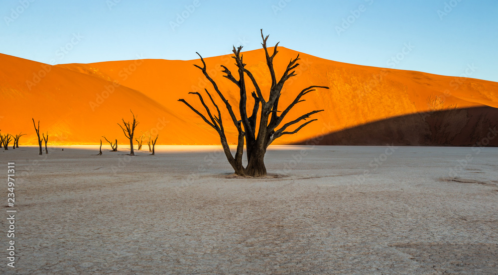 Dead acacia Trees and red dunes in Deadvlei. Sossusvlei. Namib-Naukluft National Park, Namibia.