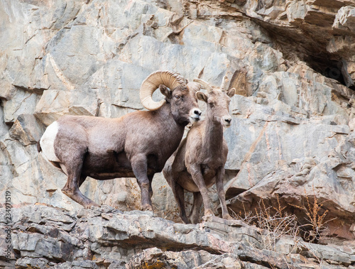 Bighorn Sheep Ram and Ewe During Rut