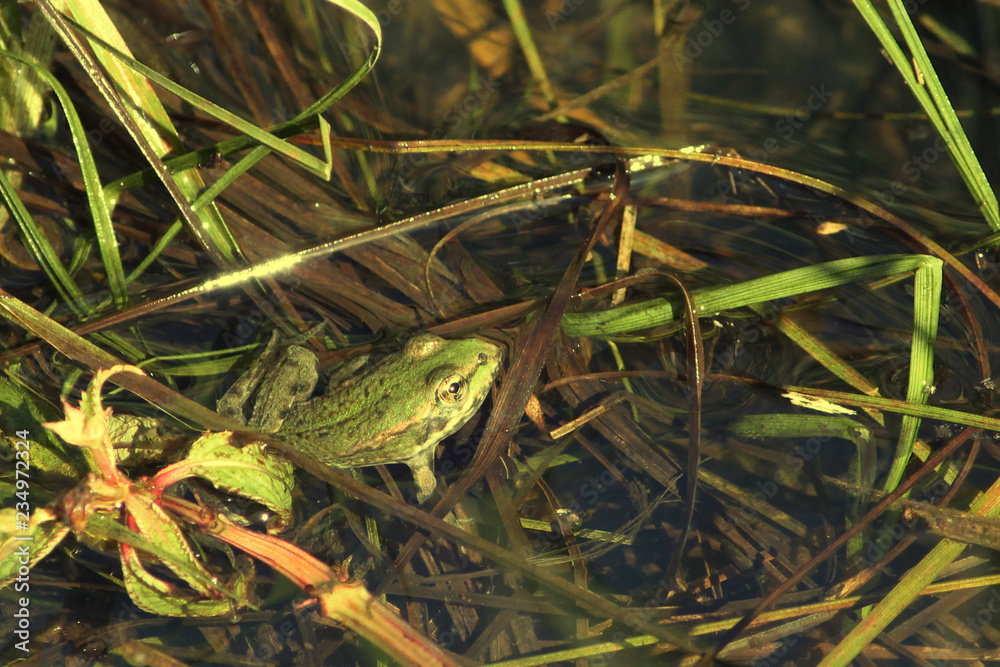 frosch frosch