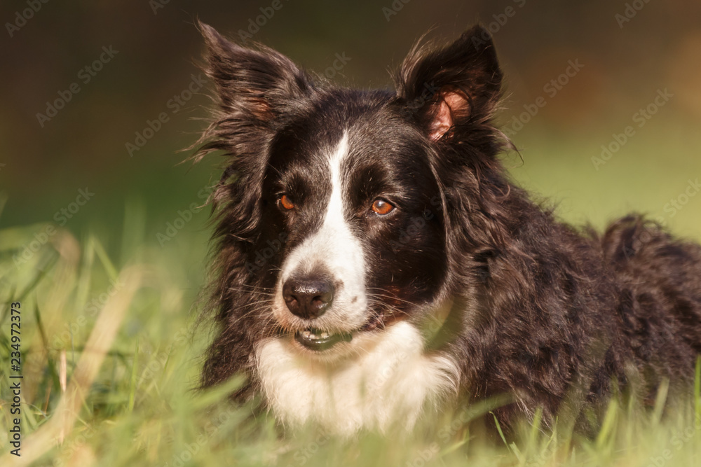 Border Collie im Herbst Border Collie im Herbst