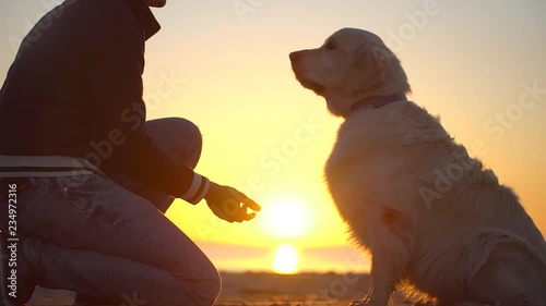 labrador, golden retriever, dog sitting on beach sea at sunset and giving a paw to his owner man male. man training a dog, love friendship of human and animal pets nature landscape walk playing slow photo