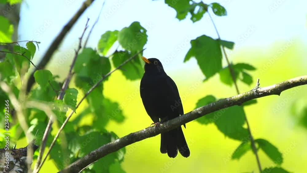 A male european Blackbird (turdus merula) singing in a tree with on a clear, sunny day in Spring season. A male european Blackbird (turdus merula) singing in a tree with on a clear, sunny day in Spring season.