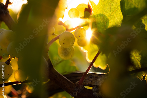 Herbstliche Wintraube am Stock