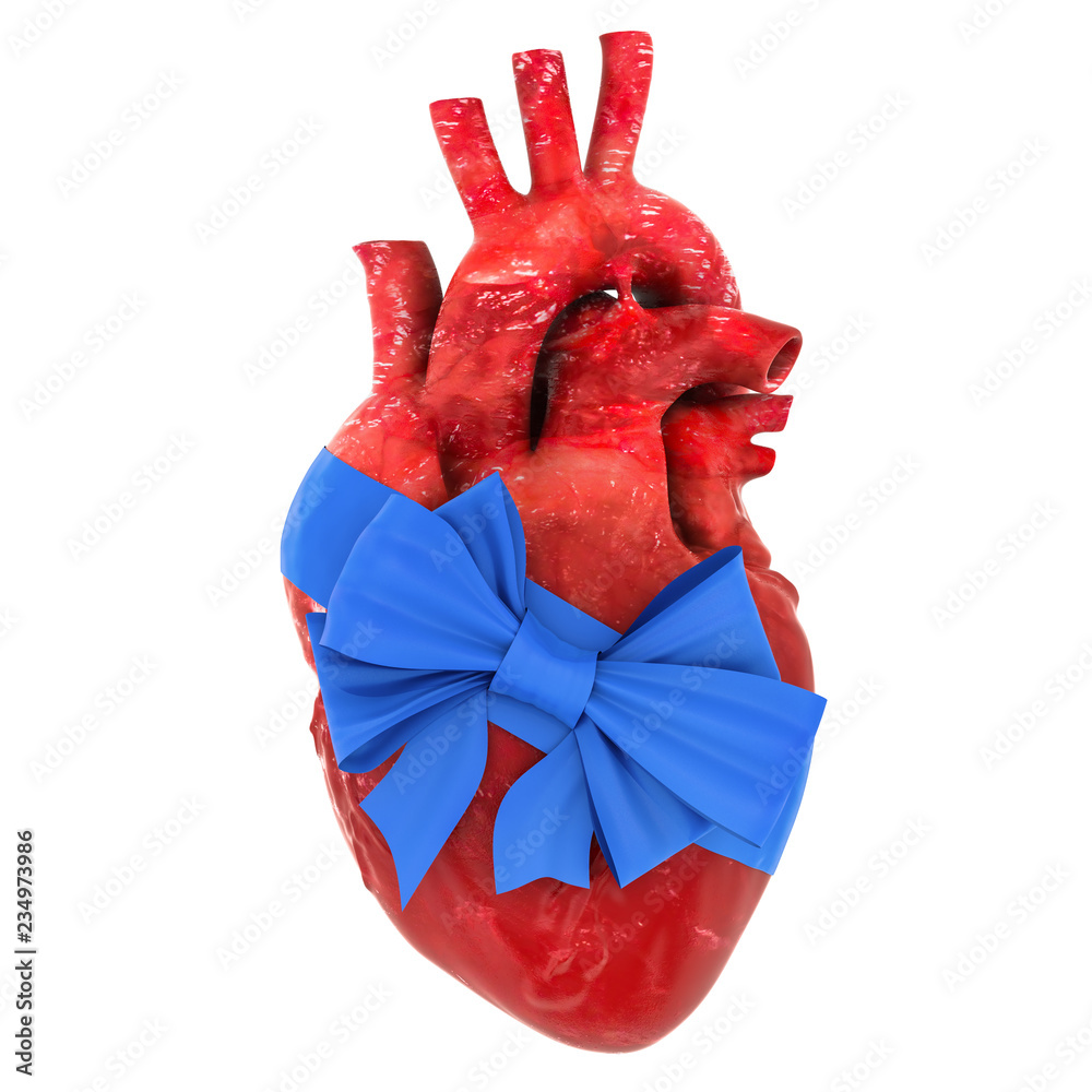 Human heart with bow and ribbon. 3D rendering Human heart with bow and ribbon. 3D rendering